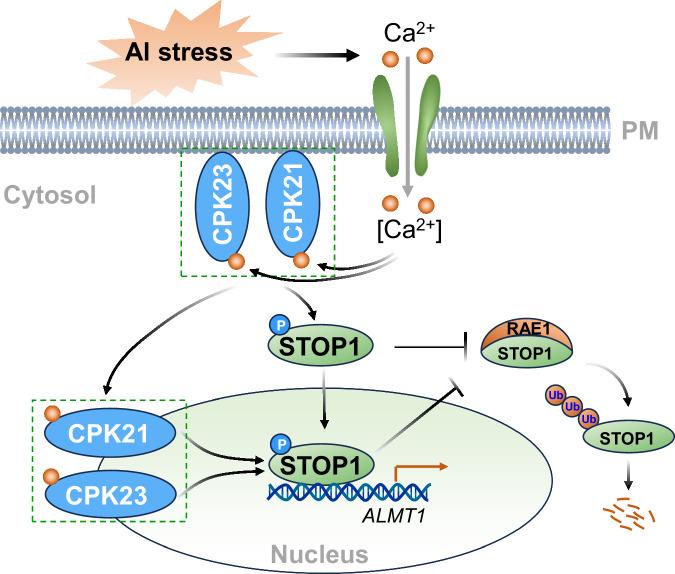 https://cdn.ncbi.nlm.nih.gov/pmc/blobs/169c/12141471/099345c71856/41467_2025_60426_Fig10_HTML.jpg