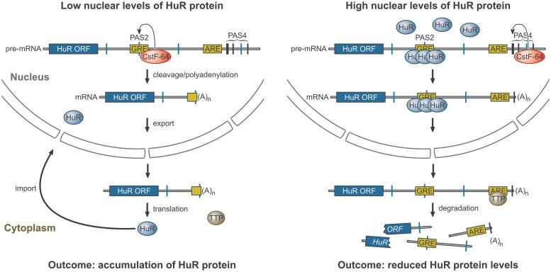 https://cdn.ncbi.nlm.nih.gov/pmc/blobs/169f/3258158/396015d43bbb/gkr783f7.jpg