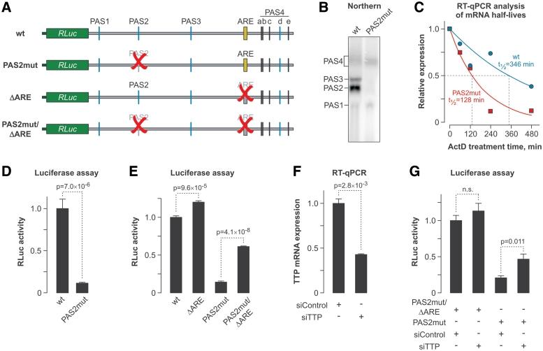 https://cdn.ncbi.nlm.nih.gov/pmc/blobs/169f/3258158/58b2cdc7c3b2/gkr783f3.jpg