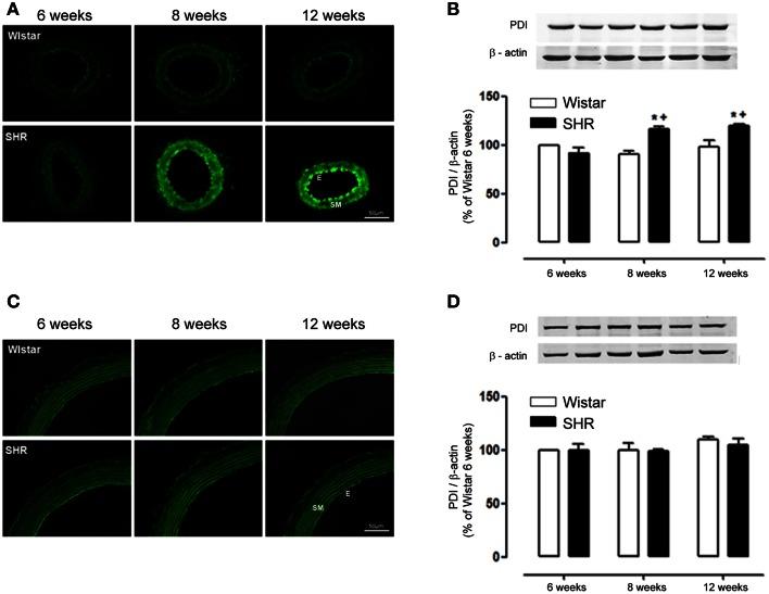 https://cdn.ncbi.nlm.nih.gov/pmc/blobs/16a3/4375999/e121799831ac/fchem-03-00024-g0004.jpg