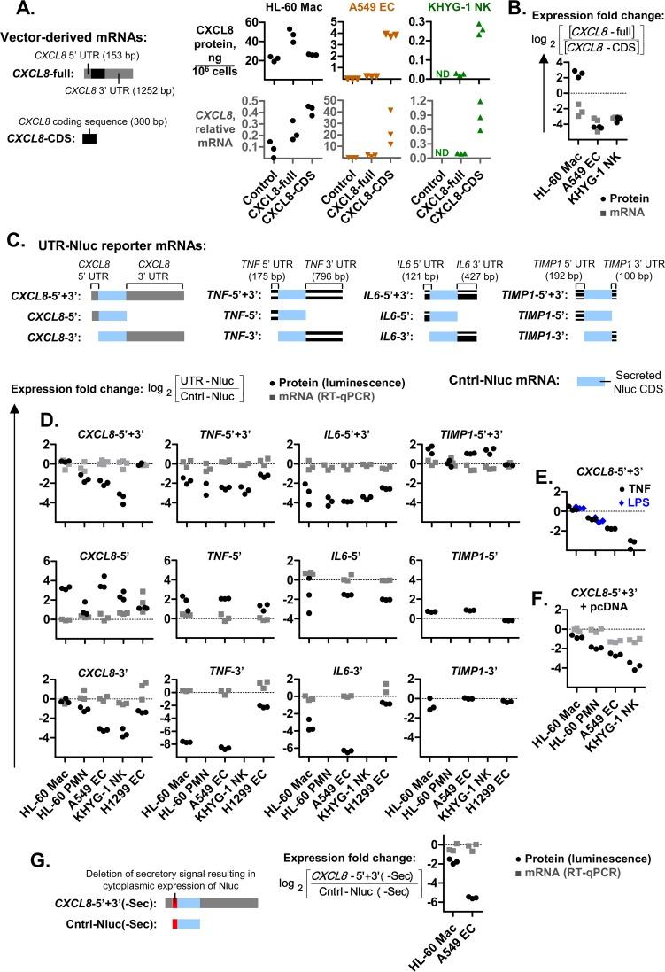 https://cdn.ncbi.nlm.nih.gov/pmc/blobs/16a3/6476525/0654f2fbd2ee/pgen.1008077.g002.jpg