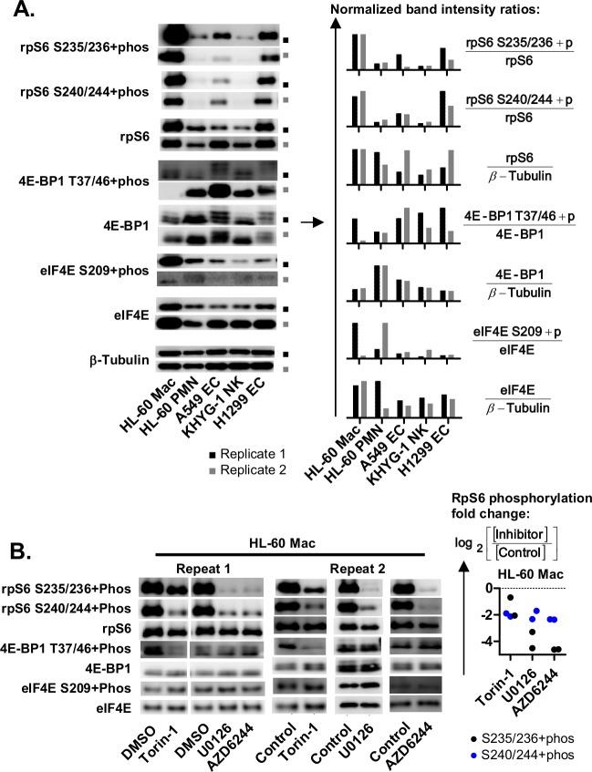 https://cdn.ncbi.nlm.nih.gov/pmc/blobs/16a3/6476525/69f8d604c5d3/pgen.1008077.g007.jpg