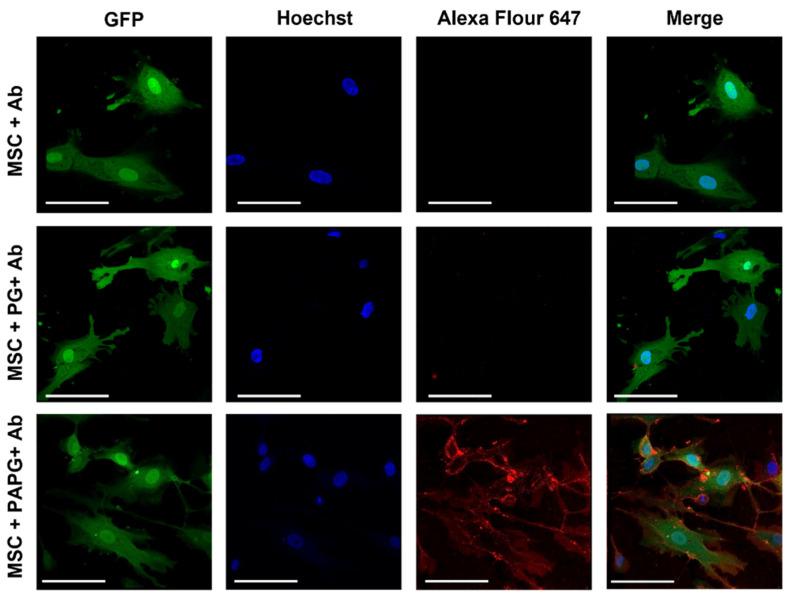 https://cdn.ncbi.nlm.nih.gov/pmc/blobs/16a7/10304812/0f9e8c234a1c/pharmaceutics-15-01742-g004.jpg