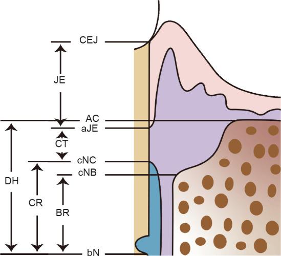 https://cdn.ncbi.nlm.nih.gov/pmc/blobs/16a7/10817781/3fc85a45b5f2/bt-04-03-142-g003.jpg