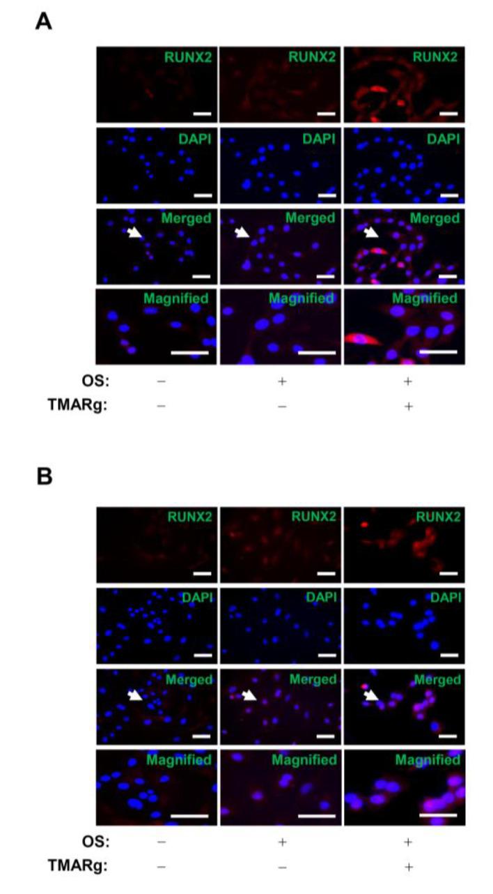 https://cdn.ncbi.nlm.nih.gov/pmc/blobs/16ab/7432489/0767fe206a42/ijms-21-05332-g005.jpg