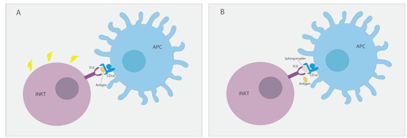 https://cdn.ncbi.nlm.nih.gov/pmc/blobs/16b0/8657623/50c010b590d0/ijms-22-12870-g002.jpg