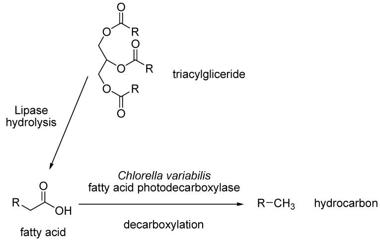 https://cdn.ncbi.nlm.nih.gov/pmc/blobs/16b1/9785398/125c864c47e8/microorganisms-10-02318-sch004.jpg