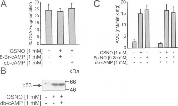https://cdn.ncbi.nlm.nih.gov/pmc/blobs/16b3/2230476/73d6e1da8817/molmed00010-0038-a.jpg