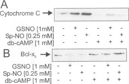 https://cdn.ncbi.nlm.nih.gov/pmc/blobs/16b3/2230476/96f0eefd4634/molmed00010-0041-a.jpg