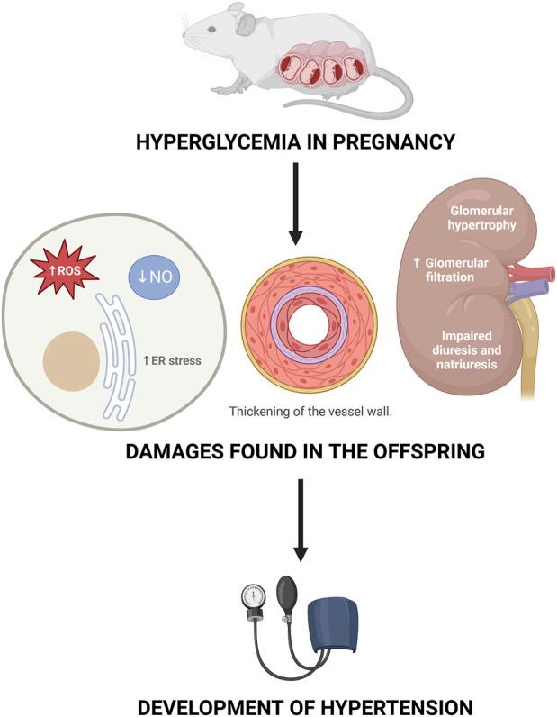 https://cdn.ncbi.nlm.nih.gov/pmc/blobs/16b8/12061969/0dd8cdcdb93f/fphys-16-1519410-g004.jpg