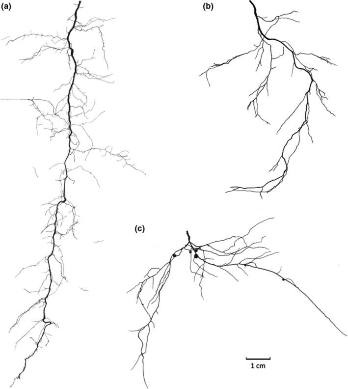 https://cdn.ncbi.nlm.nih.gov/pmc/blobs/16b8/8518129/f2c3ccab4f53/NPH-232-973-g003.jpg