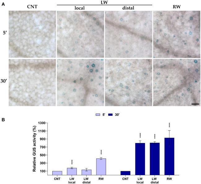 https://cdn.ncbi.nlm.nih.gov/pmc/blobs/16ba/10160378/7f69966ac3ef/fpls-14-1154431-g002.jpg