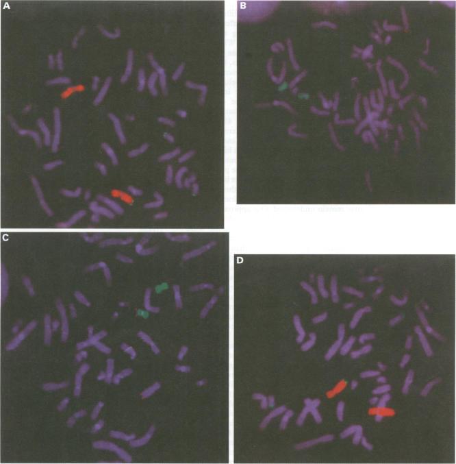https://cdn.ncbi.nlm.nih.gov/pmc/blobs/16bb/1051247/d35bdc232d08/jmedgene00232-0055-a.jpg