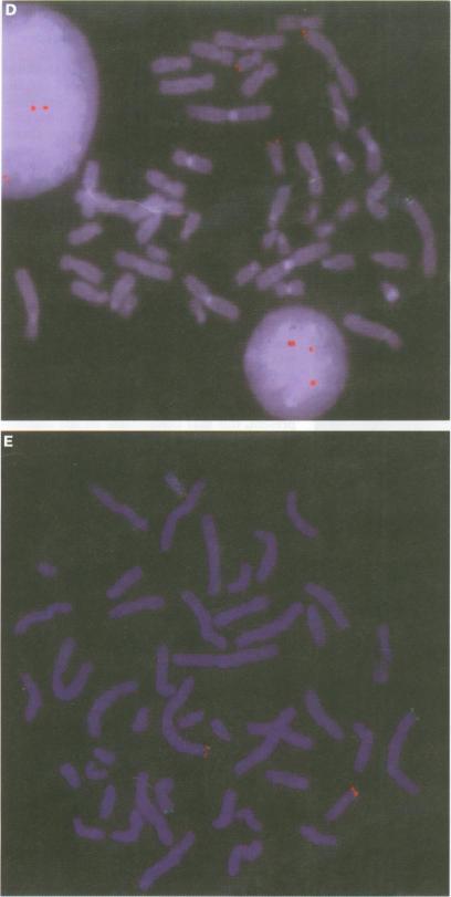 https://cdn.ncbi.nlm.nih.gov/pmc/blobs/16bb/1051247/f744c98b4e24/jmedgene00232-0053-a.jpg