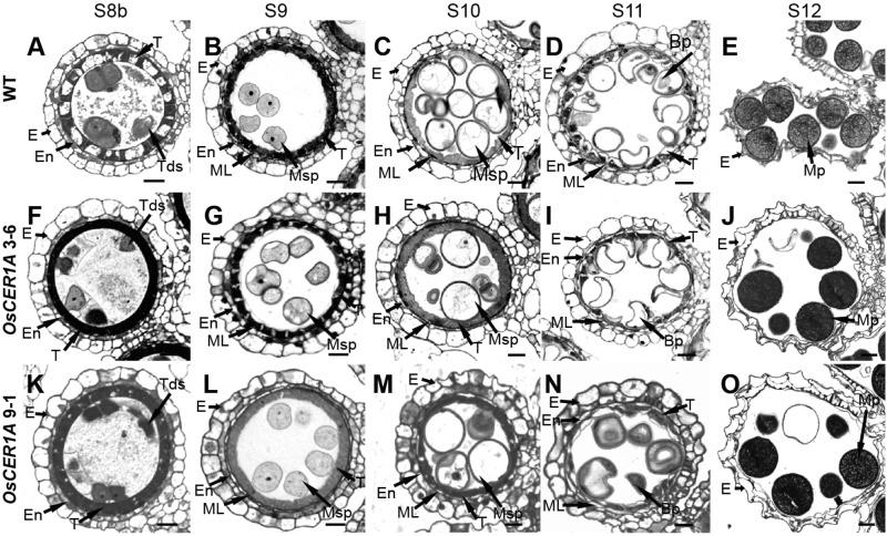 https://cdn.ncbi.nlm.nih.gov/pmc/blobs/16bc/6136457/0c822e9bb9e5/fpls-09-01217-g004.jpg