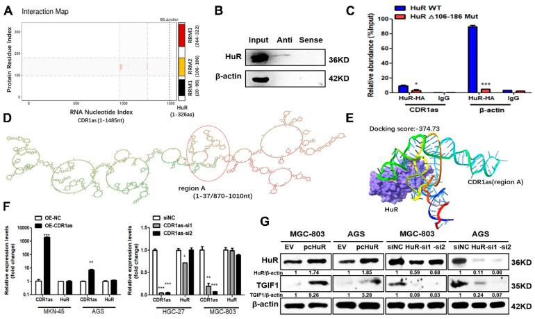 https://cdn.ncbi.nlm.nih.gov/pmc/blobs/16bd/10705315/c07abea761b6/cancers-15-05556-g006a.jpg