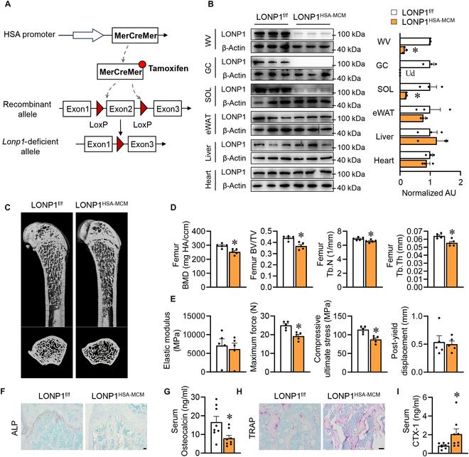 https://cdn.ncbi.nlm.nih.gov/pmc/blobs/16c1/11362843/f3a7ccb94f1a/research.0465.fig.002.jpg