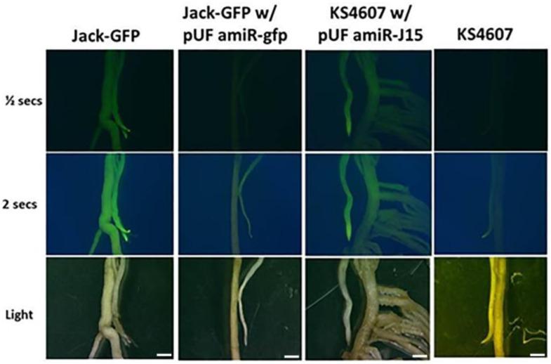 https://cdn.ncbi.nlm.nih.gov/pmc/blobs/16c2/5192498/697fd0badd35/genes-07-00122-g002.jpg