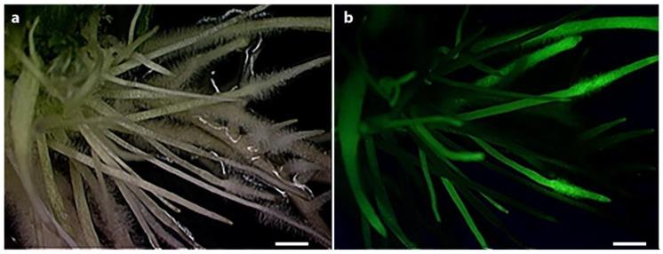 https://cdn.ncbi.nlm.nih.gov/pmc/blobs/16c2/5192498/ab90d8b03ddc/genes-07-00122-g004.jpg