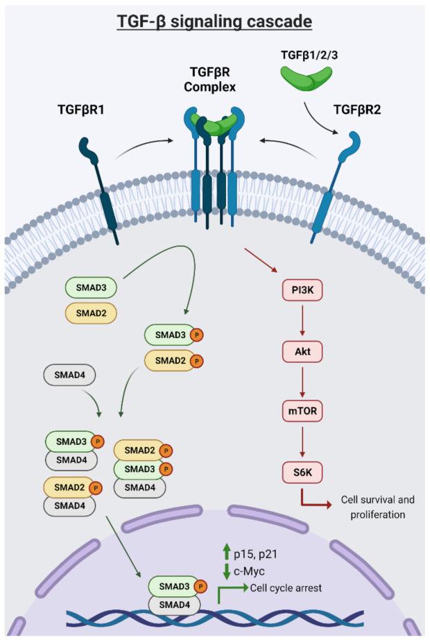 https://cdn.ncbi.nlm.nih.gov/pmc/blobs/16c5/8582459/e82ca2468cb2/cancers-13-05343-g001.jpg