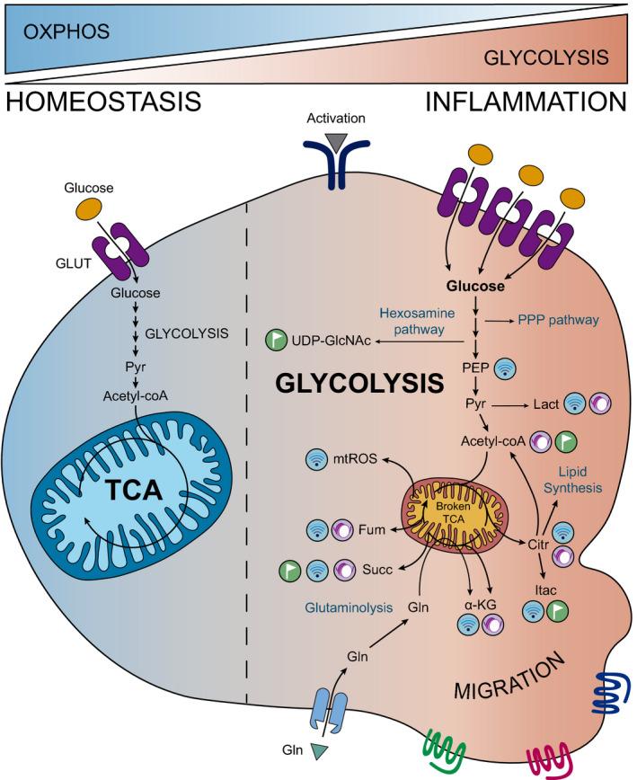 https://cdn.ncbi.nlm.nih.gov/pmc/blobs/16c6/7496292/8cca38dec034/FEBS-287-3350-g003.jpg