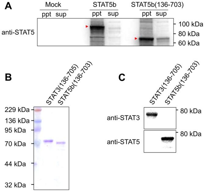 https://cdn.ncbi.nlm.nih.gov/pmc/blobs/16c9/3745430/8979a82eb835/pone.0071646.g002.jpg