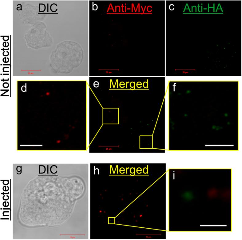 https://cdn.ncbi.nlm.nih.gov/pmc/blobs/16cc/5347163/5e0b0ddc86ef/srep44273-f2.jpg