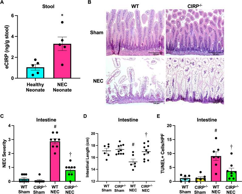 https://cdn.ncbi.nlm.nih.gov/pmc/blobs/16ce/11414128/cc6c4a43b21c/10020_2024_935_Fig1_HTML.jpg