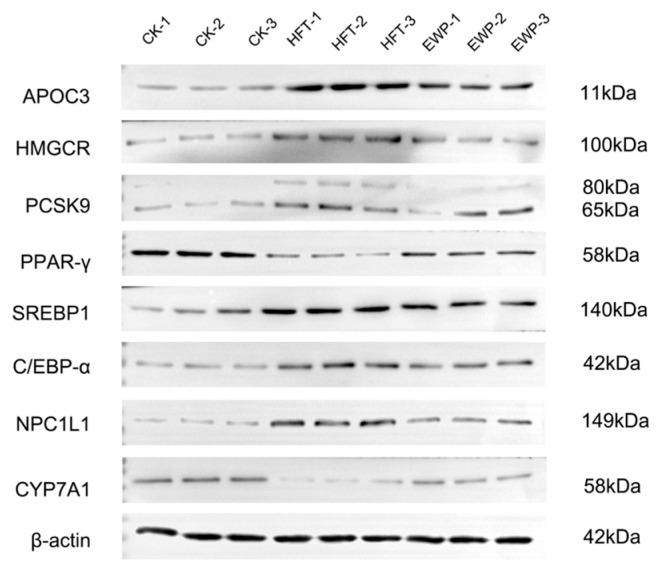 https://cdn.ncbi.nlm.nih.gov/pmc/blobs/16d0/12249373/111e0c6d770a/foods-14-02338-g006.jpg