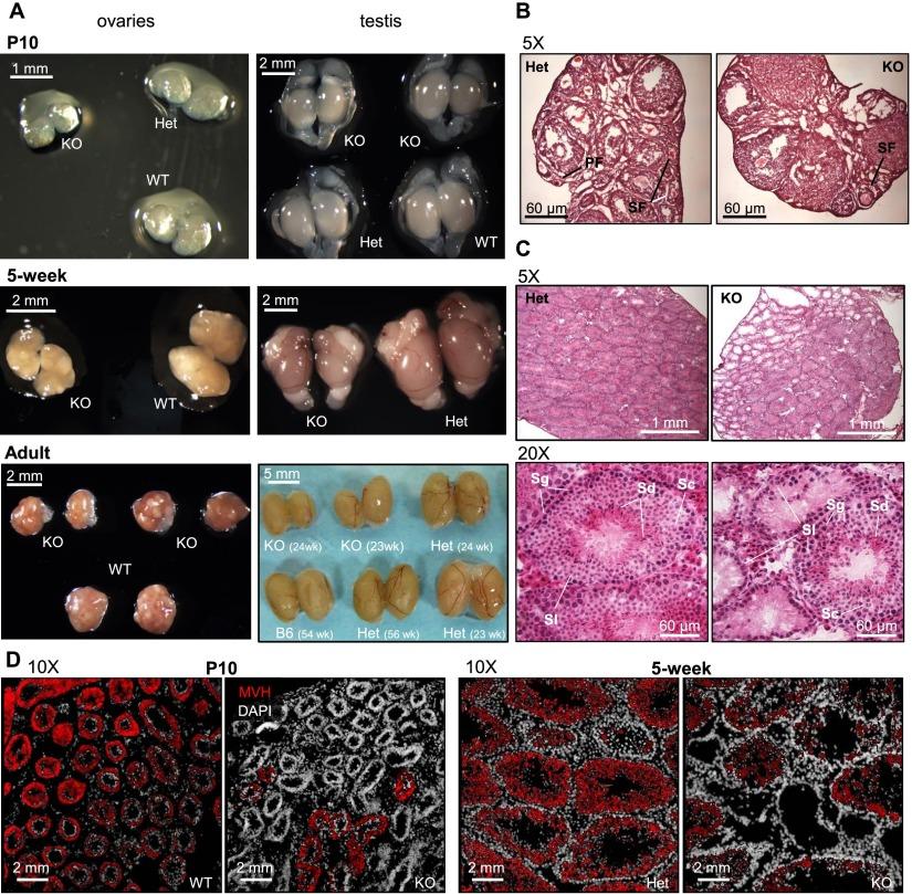 https://cdn.ncbi.nlm.nih.gov/pmc/blobs/16d5/4173156/77726bea10a5/2041fig7.jpg