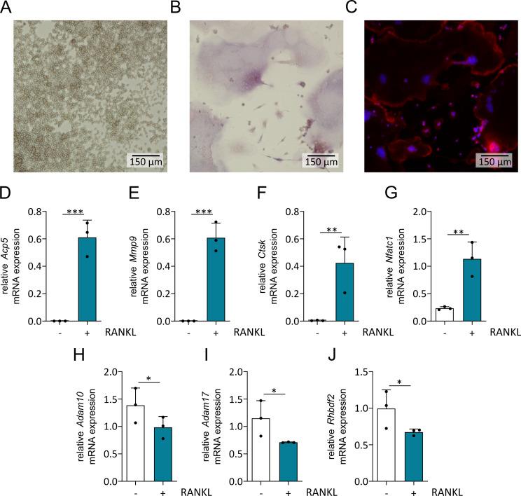 https://cdn.ncbi.nlm.nih.gov/pmc/blobs/16d7/11167776/e3039574d797/12964_2024_1690_Fig1_HTML.jpg