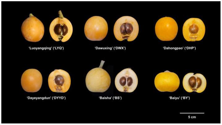 https://cdn.ncbi.nlm.nih.gov/pmc/blobs/16da/10604257/5880ac205c0b/antioxidants-12-01795-g001.jpg