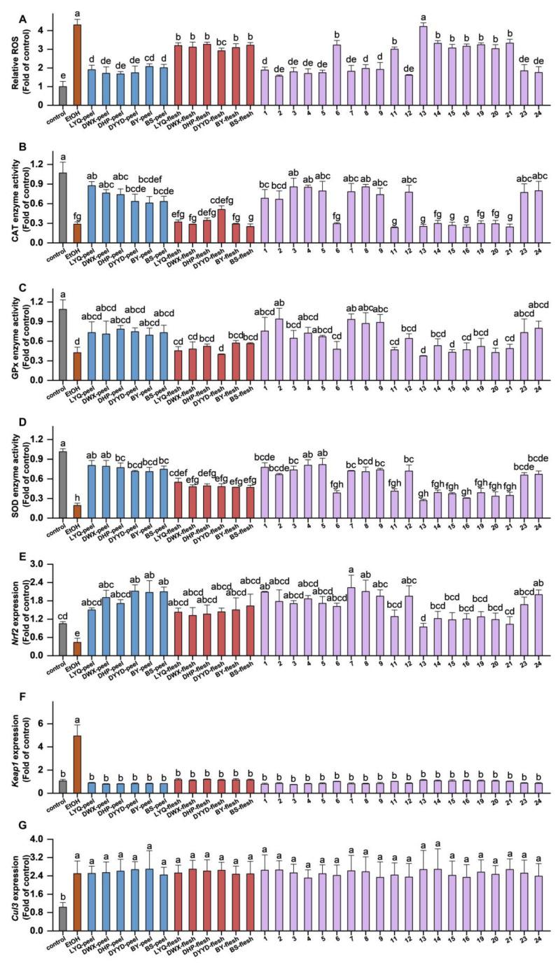 https://cdn.ncbi.nlm.nih.gov/pmc/blobs/16da/10604257/8a5f31829bf3/antioxidants-12-01795-g006.jpg