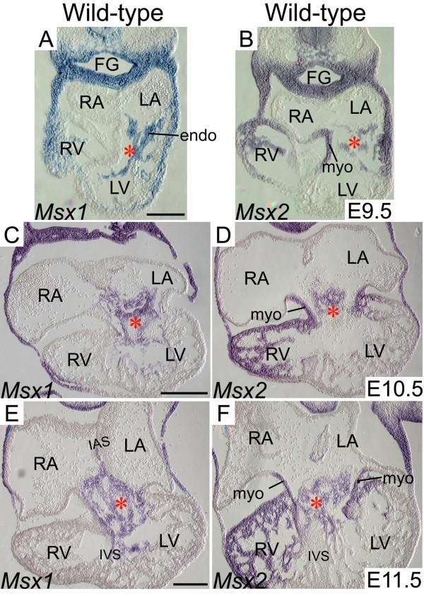 https://cdn.ncbi.nlm.nih.gov/pmc/blobs/16e4/2518925/241c945cb355/1471-213X-8-75-2.jpg
