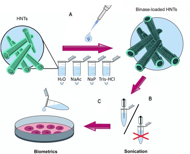 https://cdn.ncbi.nlm.nih.gov/pmc/blobs/16e4/5600959/58c63d279dec/fphar-08-00631-g001.jpg