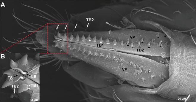 https://cdn.ncbi.nlm.nih.gov/pmc/blobs/16e6/7899650/65f6f0a88a58/elife-64317-fig3-figsupp1.jpg