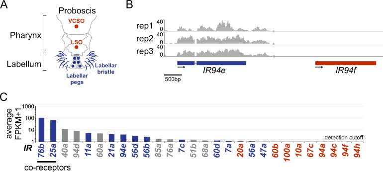 https://cdn.ncbi.nlm.nih.gov/pmc/blobs/16e6/7899650/96d8a2221110/elife-64317-fig9-figsupp1.jpg
