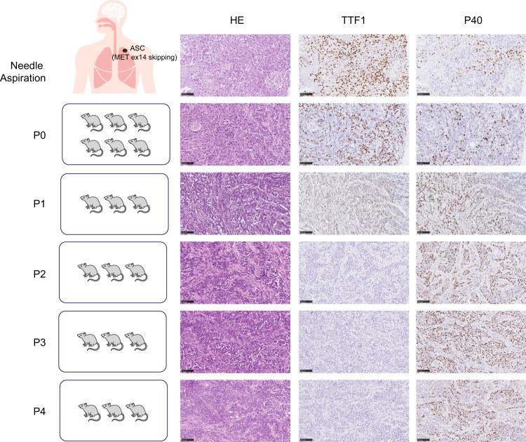 https://cdn.ncbi.nlm.nih.gov/pmc/blobs/16e7/10460394/25e7d3ea0f07/41698_2023_430_Fig6_HTML.jpg