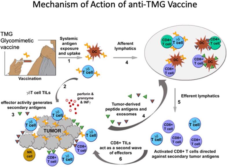 https://cdn.ncbi.nlm.nih.gov/pmc/blobs/16e9/7550643/fddbca3b324e/fimmu-11-564499-g0001.jpg