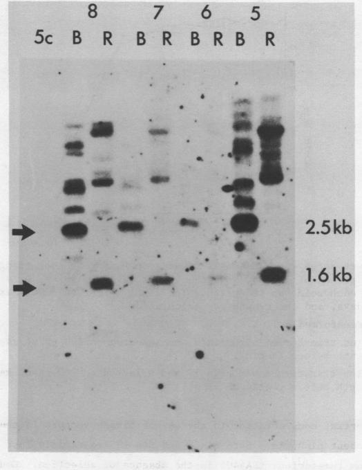 https://cdn.ncbi.nlm.nih.gov/pmc/blobs/16ed/320409/21fa6bfeb28d/nar00340-0429-a.jpg