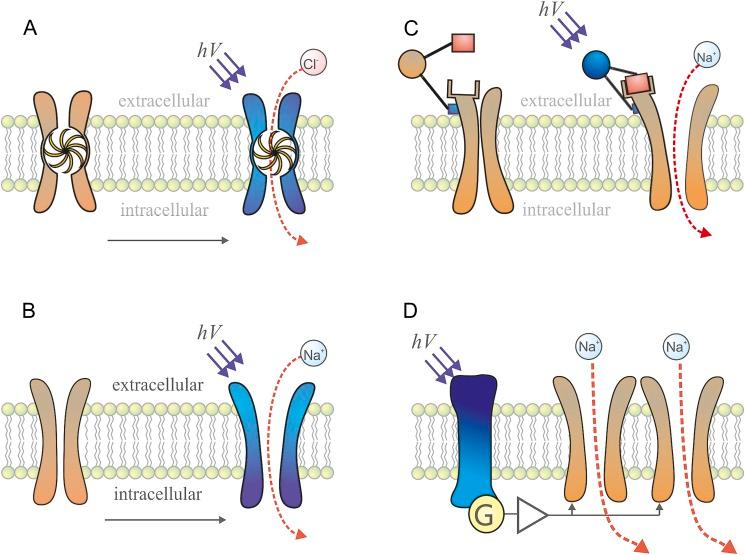 https://cdn.ncbi.nlm.nih.gov/pmc/blobs/16ed/4161214/5127ea9d725c/S0952523814000212_fig1.jpg