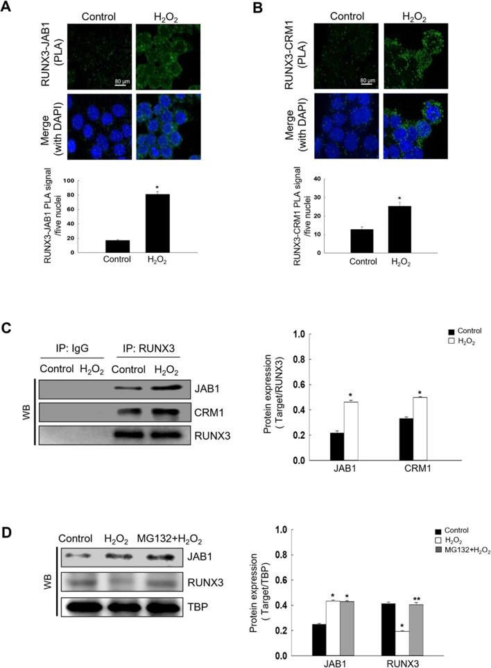 https://cdn.ncbi.nlm.nih.gov/pmc/blobs/16ee/11645303/13827068b437/12010_2024_4944_Fig4a_HTML.jpg