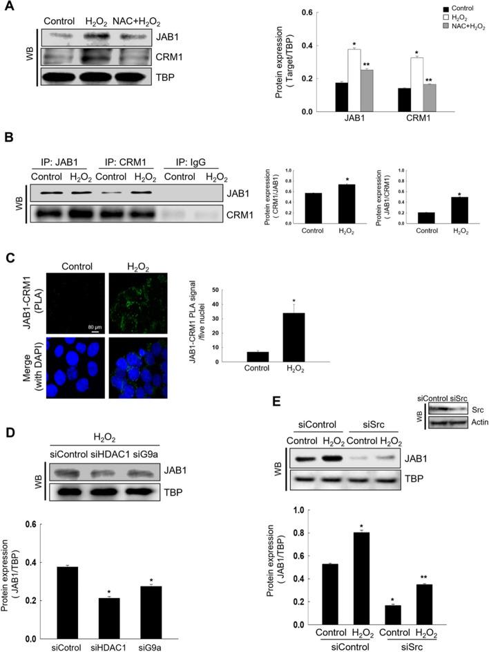 https://cdn.ncbi.nlm.nih.gov/pmc/blobs/16ee/11645303/9a13d0c493d7/12010_2024_4944_Fig3_HTML.jpg