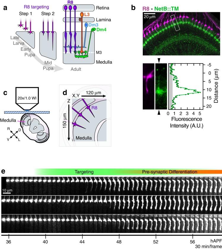 https://cdn.ncbi.nlm.nih.gov/pmc/blobs/16f0/5108592/ce8ffff8e116/elife-20762-fig1.jpg
