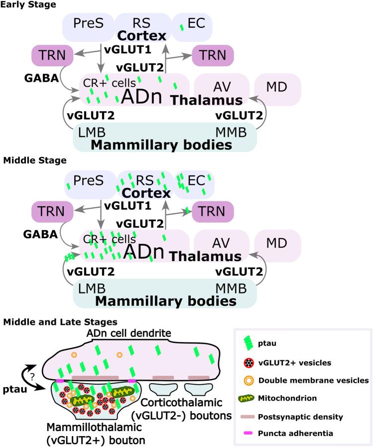 https://cdn.ncbi.nlm.nih.gov/pmc/blobs/16f1/11166832/2d5842f38aff/401_2024_2749_Fig7_HTML.jpg