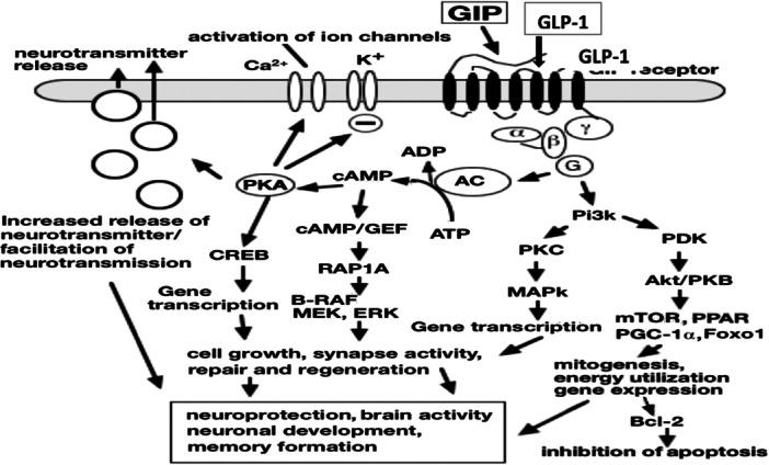 https://cdn.ncbi.nlm.nih.gov/pmc/blobs/16f2/12264087/ae24b7ee6070/HSR2-8-e71065-g001.jpg