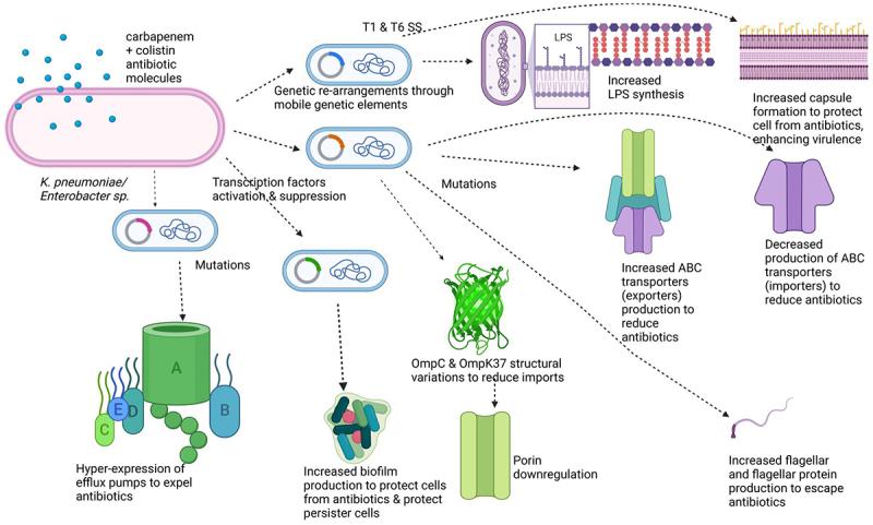 https://cdn.ncbi.nlm.nih.gov/pmc/blobs/16f4/12147488/6f6b7ca59989/KVIR_A_2514092_UF0001_OC.jpg