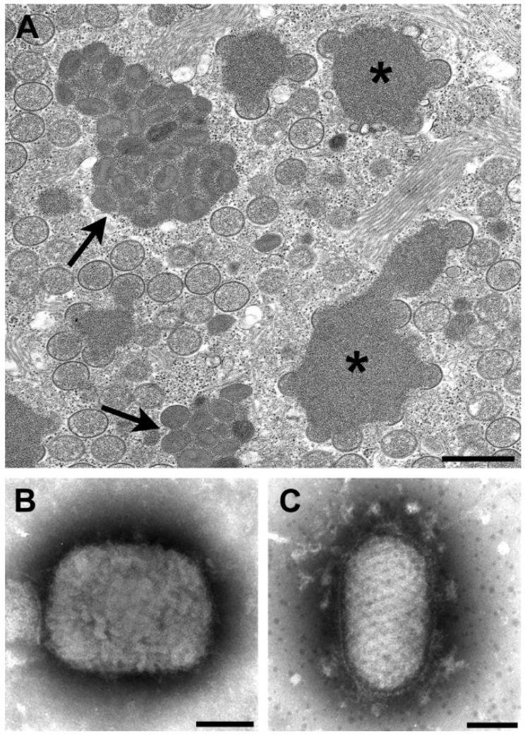 https://cdn.ncbi.nlm.nih.gov/pmc/blobs/16fa/4276935/22fa801fd4c7/viruses-06-04902-g001.jpg