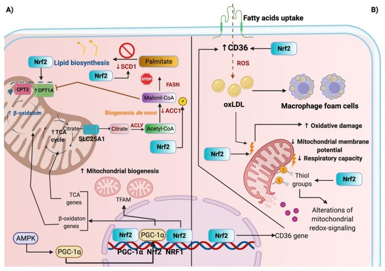 https://cdn.ncbi.nlm.nih.gov/pmc/blobs/16fa/9220138/7bca75012083/antioxidants-11-01112-g004.jpg