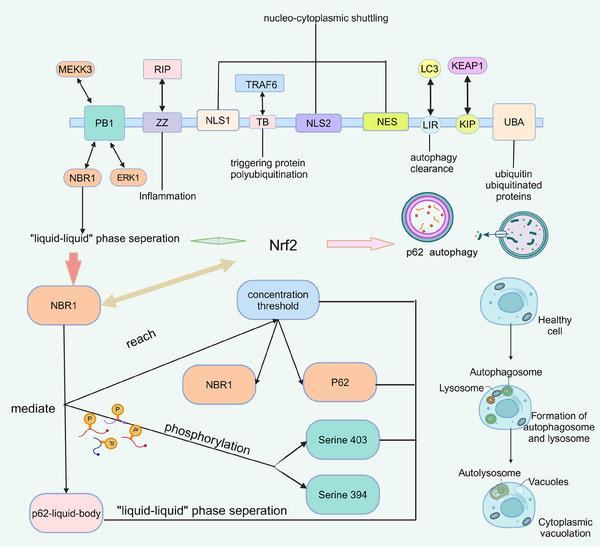 https://cdn.ncbi.nlm.nih.gov/pmc/blobs/16fb/11245632/42fedc9420a0/MCO2-5-e640-g002.jpg